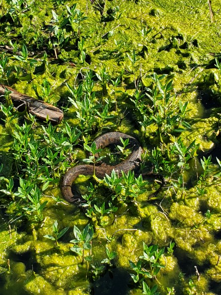 Water moccasin