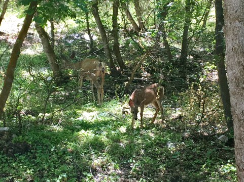 Mule deer 🦌