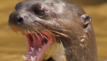 Giant River Otter