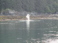 Humpback Whale