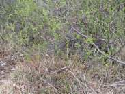 Willow Ptarmigan