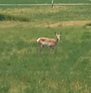 Antelope