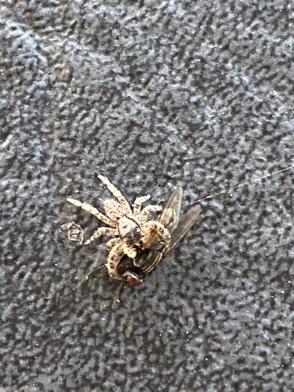 Spider